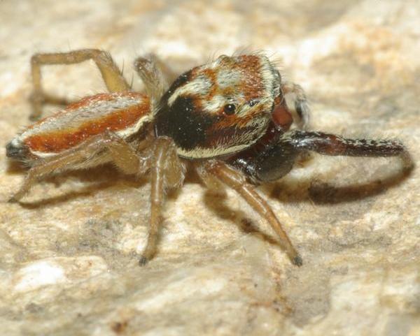 Icius Wiki der Arachnologischen Gesellschaft e. V.