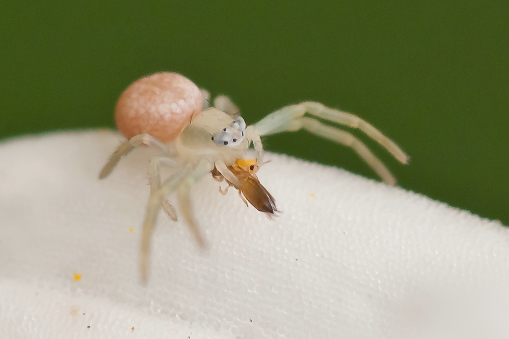 DateiMisumena vatia juv 1.jpg Wiki der Arachnologischen Gesellschaft