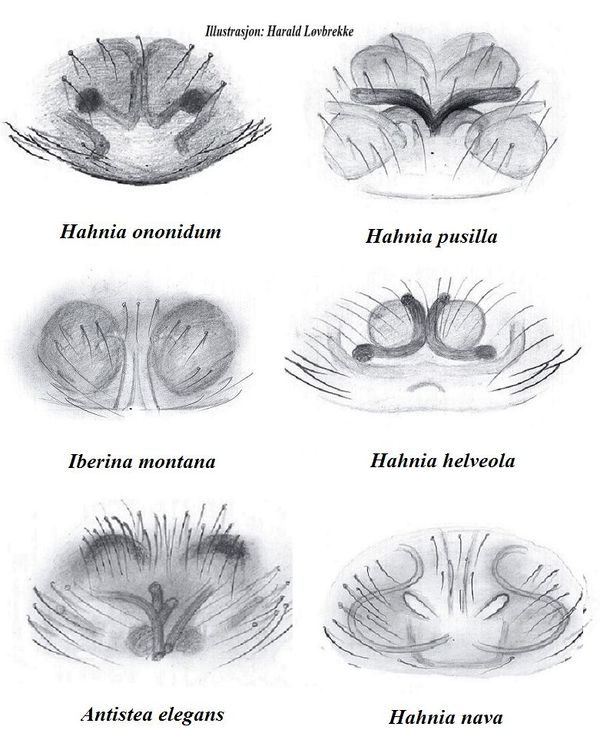 Hahniidae Wiki der Arachnologischen Gesellschaft e. V.
