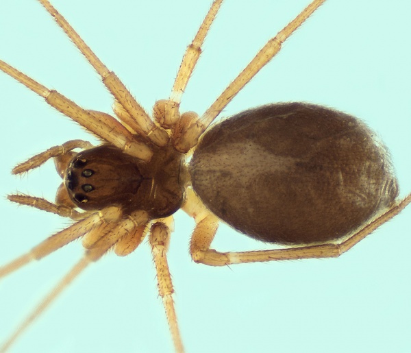 Diplocephalus graecus Wiki der Arachnologischen Gesellschaft e. V.