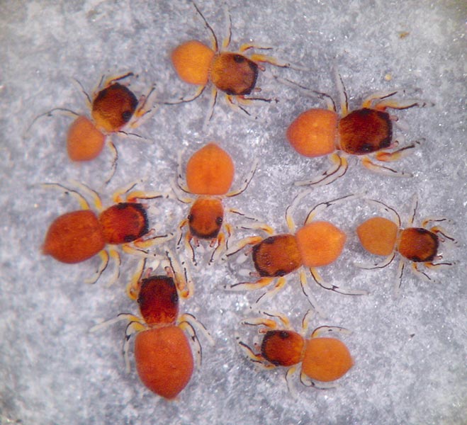 Datei:Ballus rufipes 6 1024.jpg