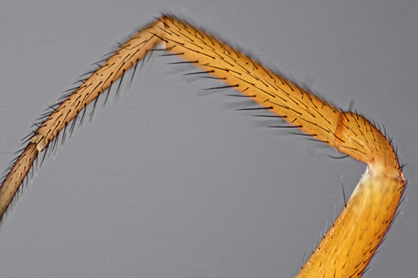 Datei:Baryphyma pratense NSG Lauenburger Elbvorland fem Bein1.jpg