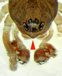 Glyphesis servulus 2014-03-26 Schellbruch m kopfdetail-markiert.jpg