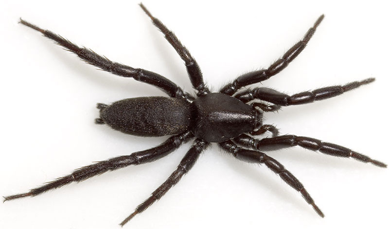 Datei:Longipes Brandberge 08-05 01.jpg