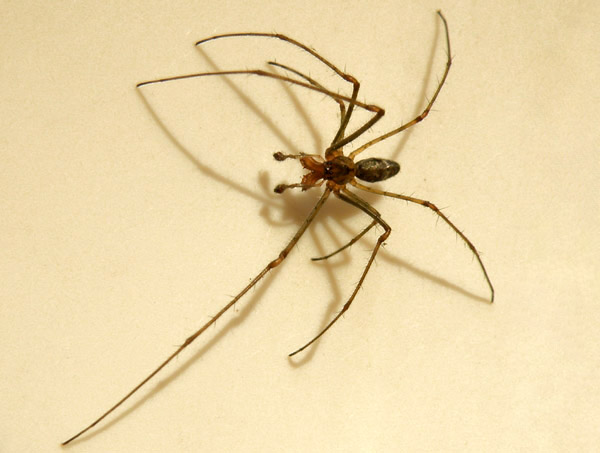Datei:Tetragnatha obtusa 1.jpg