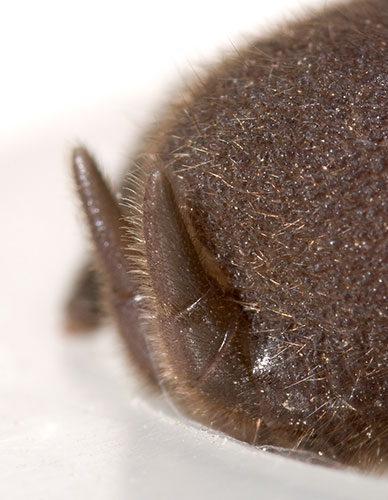 Datei:Affinis Goennatal 08-03 04 SpW.jpg