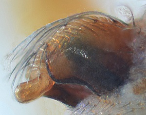 Datei:Araniella cucurbitina Epigyne Seitenansicht Causse mejean WOertel.jpg