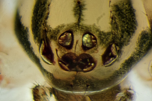 Datei:Ero furcata 2014-08-17 Beidendorf f Augen.jpg