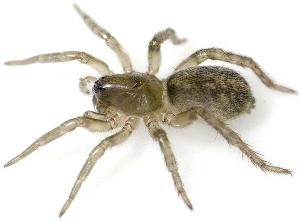 Datei:Lutetiana BFrankenh 07-07 03.jpg