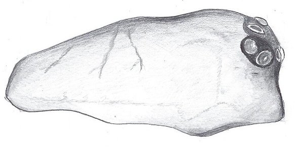 Datei:Mecynargus morulus Kopf lateral HLoevbrekke.jpg