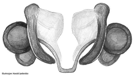 Datei:Metopobactrus prominulus vulva 2 do HLovbrekke.jpg