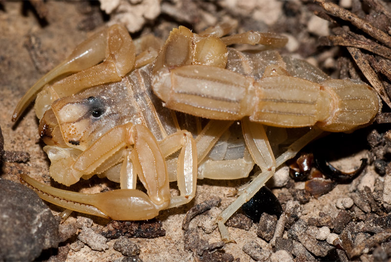 Datei:Buthus aragon.jpg