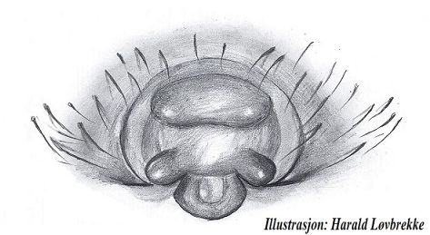 Datei:Centromerus brevipalpus epigyn HLovbrekke.jpg