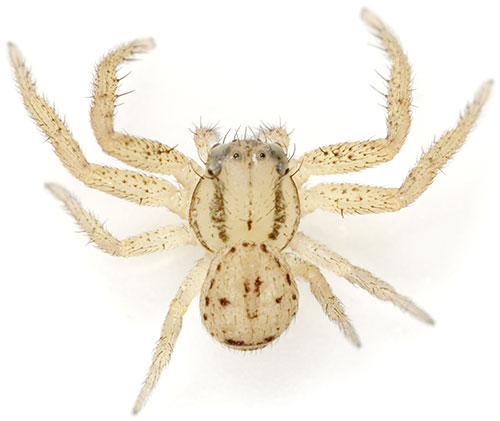 Datei:Erraticus ReinstGrund 08-05 01.jpg