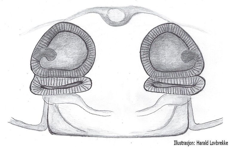 Datei:Thyreosthenius parasiticus vulva HLovbrekke.jpg