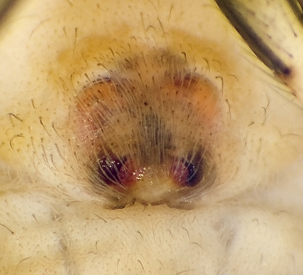 Datei:Clubiona-lutescens Paulinzella 08-07 01-Epig.jpg