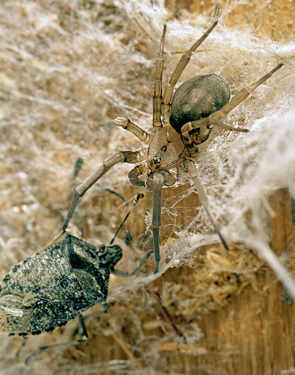 Filistatidae Wiki der Arachnologischen Gesellschaft e. V.