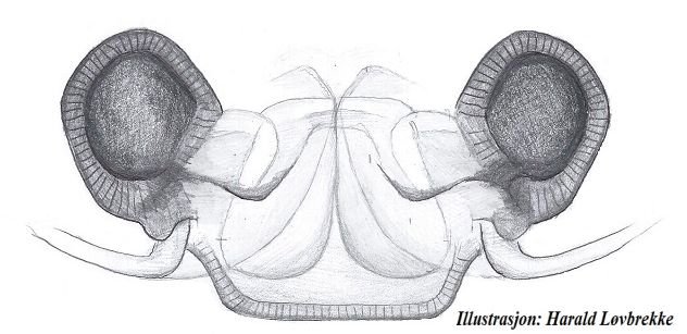 Datei:Semljicola faustus vulva dorsalt HLovbrekke.jpg