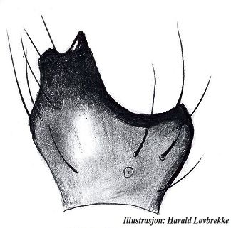 Datei:Lasiargus hirsutus tibialpaphyse HLovbrekke.jpg