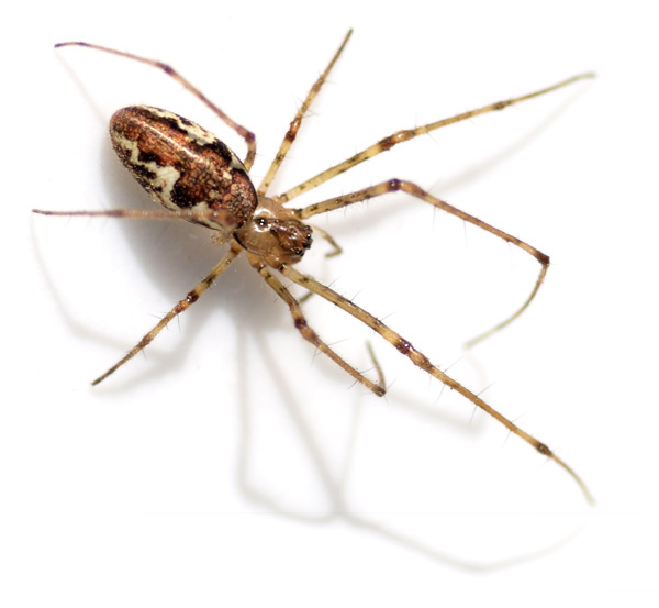 Datei:Tetragnatha obtusa female nr 2-2-600.jpg