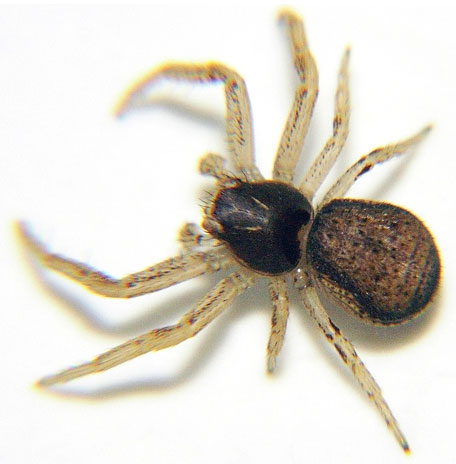 Datei:Ulmi G Gabriel.jpg