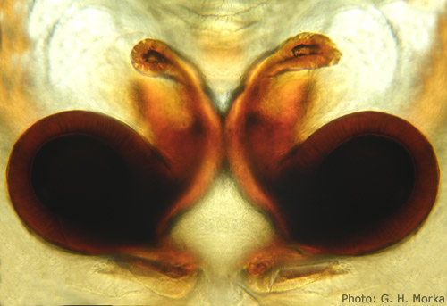 Datei:Gnaphosa microps vulva GHMorka.jpg