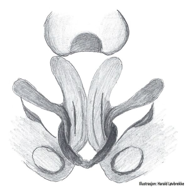 Datei:Gnaphosa sticta vulva ve HLovbrekke.jpg