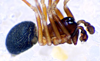 MIcrargus subaequalis m-23.06.10-124-6.jpg