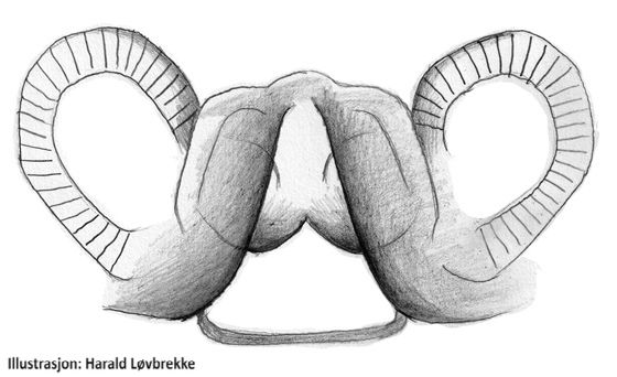 Datei:Semljicola latus vulva ventr HLovbrekke.jpg