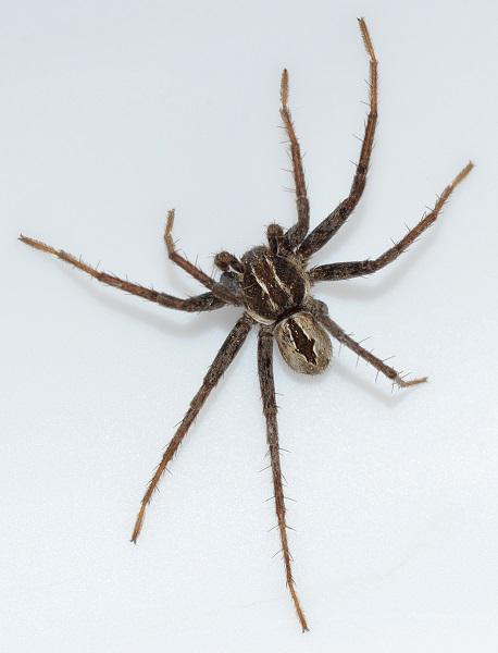 Datei:Thanatus arenarius m do CausseMejean WOertel.jpg