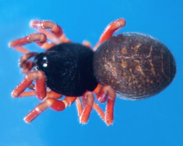 Datei:Troxochrota scabra m do 1,5mm GHMorka.jpg