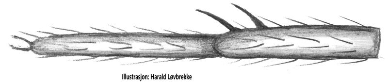 Datei:Wabasso replicatus tarsus metatarsus 1 links HLovbrekke.jpg