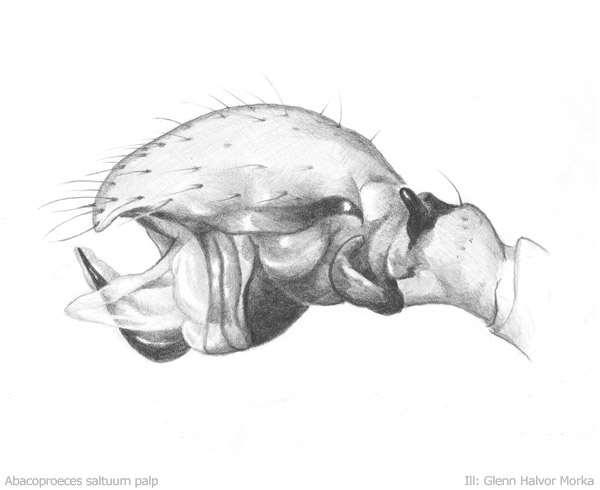 Datei:Abacoproeces saltuum palp tegnet 600 GHMorka.jpg