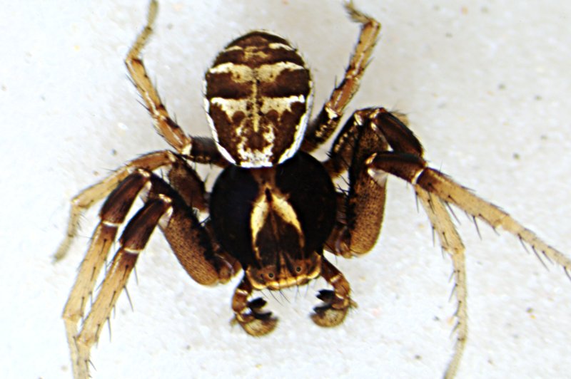 Datei:Xysticus brevidentatus m dorsal.jpg