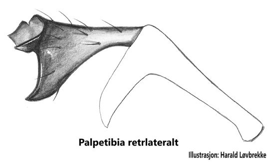 Datei:Erigone tirolensis palpentibia retrolateral HLovbrekke.jpg