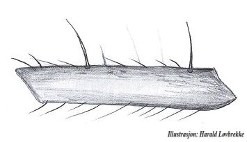 Datei:Metapanamomops kaestneri female tibia I HLovbrekke.jpg