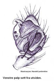 Datei:Porrhomma pygmaeum male li palp HLovbrekke.jpg