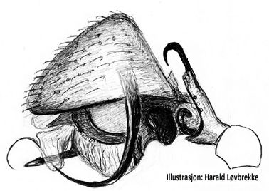 Datei:Silometopus incurvatus palp HLovbrekke.jpg