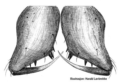 Datei:Micrargus herbigradus male Chelizeren HLovbrekke.jpg