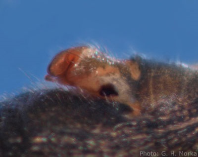 Datei:Oryphantes angulatus epigyn sideview 400 GHMorka.jpg