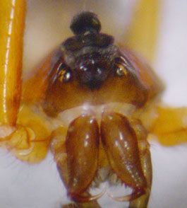 Datei:Walckenaeria furcillata 7 frontal.jpg