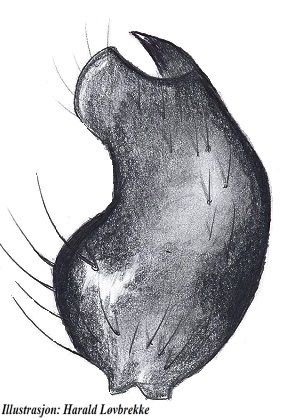 Datei:Araeoncus crassiceps tibialapophyse vonOben HLovbrekke.jpg