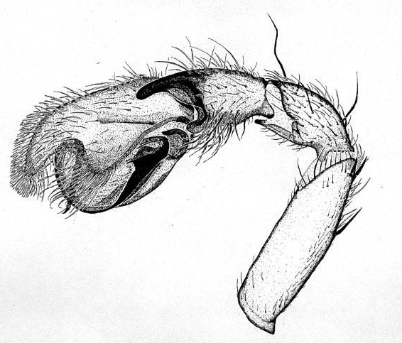 Datei:Clubiona lutescens palp KAkra.jpg