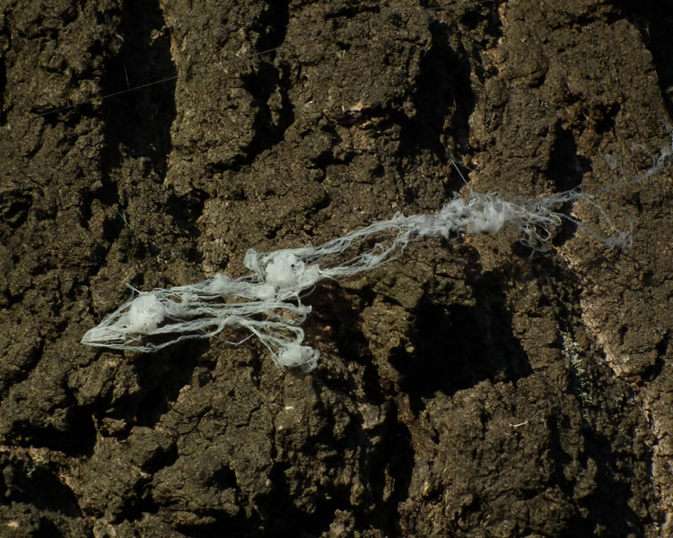 Datei:Araneae ballooning net FA6296.jpg