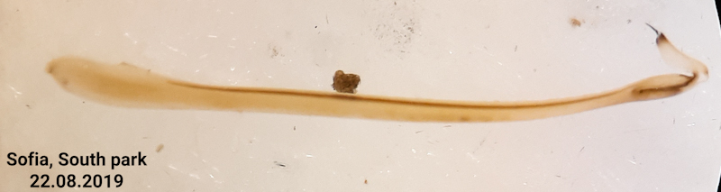 Datei:Ruzickai p lateral.jpg