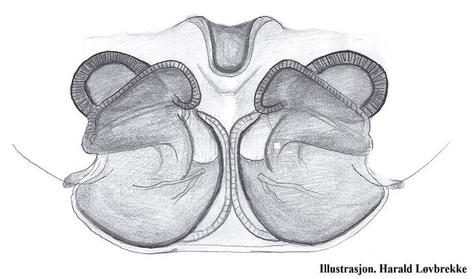 Datei:Scotinotylus evansi vulva dorsalt HLovbrekke.jpg