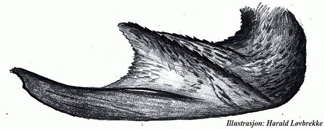 Datei:Araniella alpica medianapophyse HLovbrekke.jpg