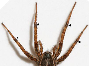 Datei:P monticola-Tibia.jpg