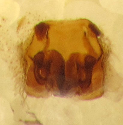 Datei:P. palustris W. Oertel IMG 3884be.jpg