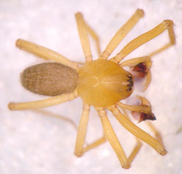 Datei:Saaristoa abnormis m AStaudt.jpg